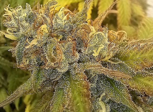 10x Critical Feminisiert from Ganjafarmerseeds  — flower, day 118