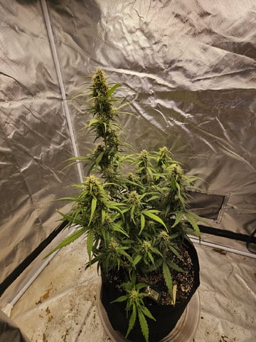 Blue Dream — flower, day 60