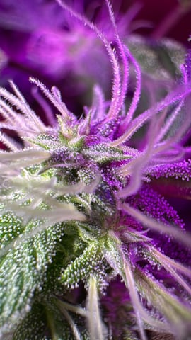 OG Kush — flower, day 95