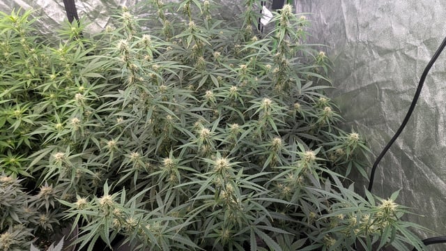 Strawberry Cheesecake Seedsman Seeds Autoflowers x2 — flower, day 57