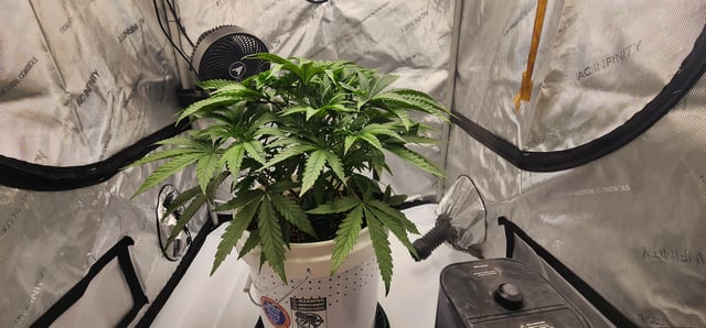 1st grow Dr. Nefario — vegetative, day 35