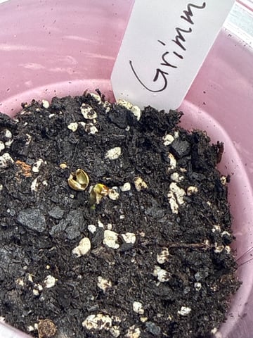 Grim Truffes — seedling_rooting, day 1