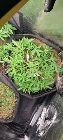 First Grow with the new setup  — auto, day 55