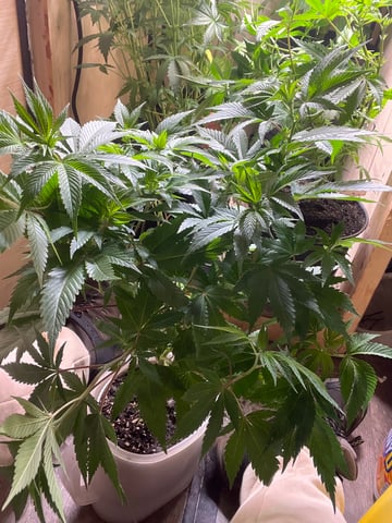 AK Clone — vegetative, day 64