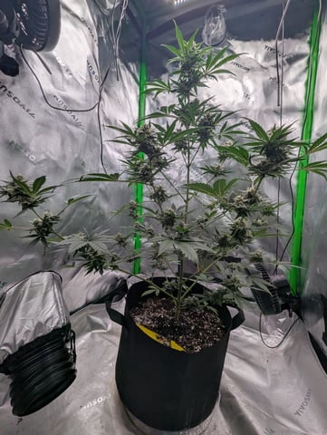 First Grow — flower, day 61