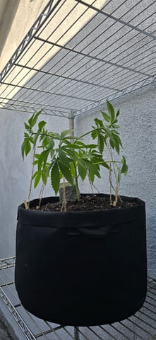 Mystery Weed Plant — vegetative, day 61