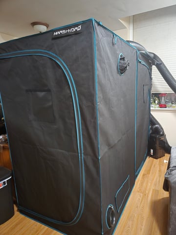 Blue Dream Clones — vegetative, day 31