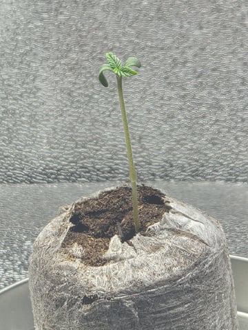 Kalini Asia Auto  — flower, day 19