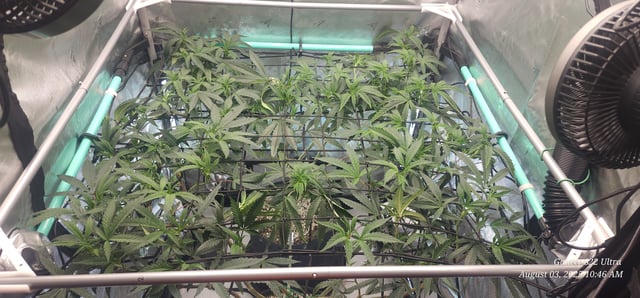 Found my Females... Game On! — vegetative, day 124