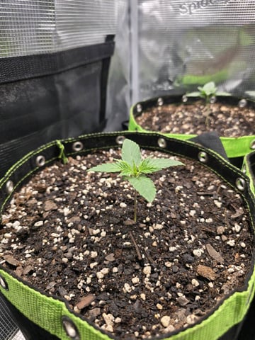  1 Blue Zushi x Venom & 1 Jack Here x Strawberry Cookies OG — vegetative, day 12