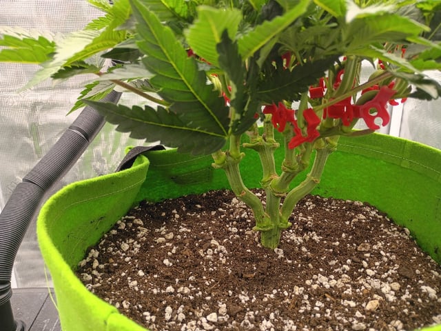 FastBuds Photo-Lemon Mandarin  — vegetative, day 58