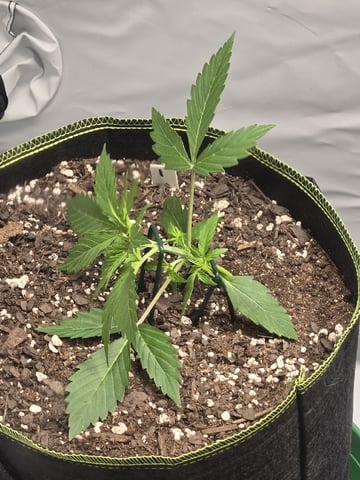 GDP auto 3X5 tent — vegetative, day 25