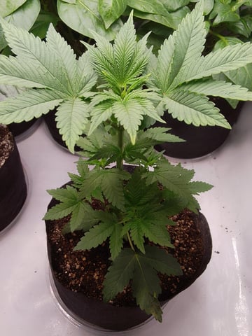 blue dream bag seed — vegetative, day 10