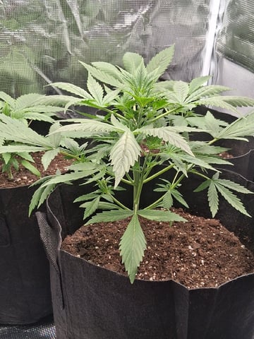First Indoor Grow  — vegetative, day 25