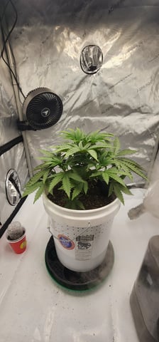 1st grow Dr. Nefario — vegetative, day 31