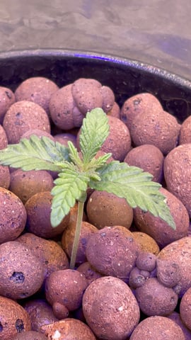 1st Ever Grow (Fat Bastard)(RDWC)  — seedling_rooting, day 16