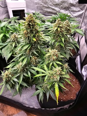 round 2 — flower, day 72