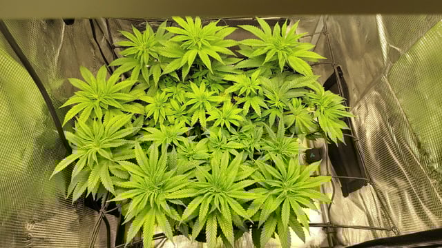 winter grow — vegetative, day 71