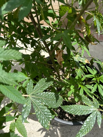 unknown hybrid possibility  — flower, day 1