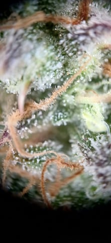 newest ggs setup grow — flower, day 83