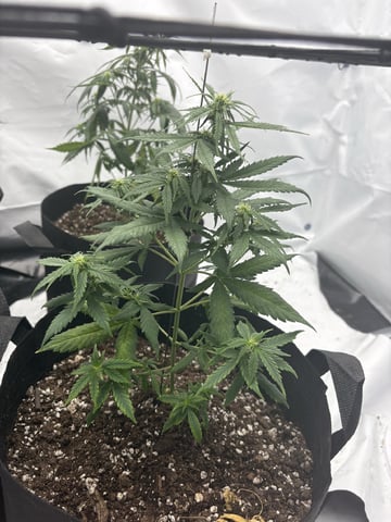 My First Grow — flower, day 57