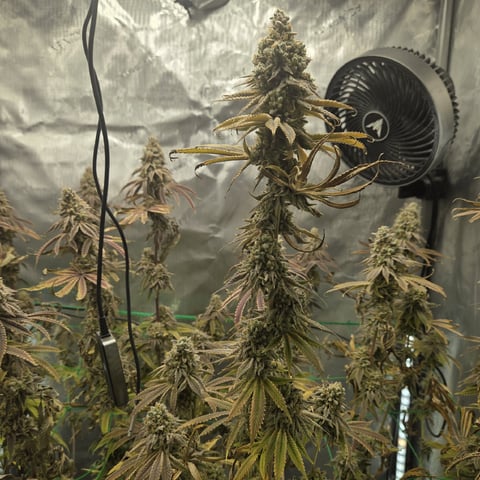 Skunk #1 — flower, day 159