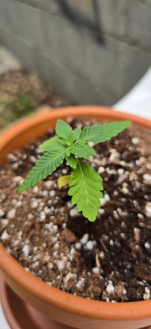Mystery Weed Plant — vegetative, day 27