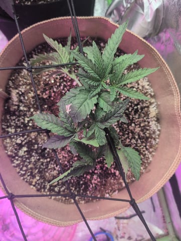 2025-26 — vegetative, day 25