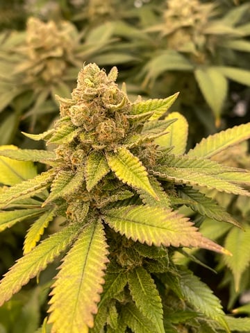 1st Ever Grow (GodFather OG) (Coco) — flower, day 138