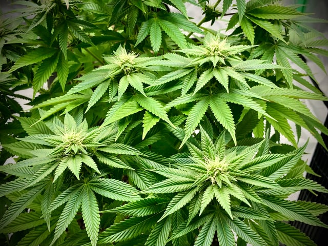 My First Home Grow  — flower, day 82