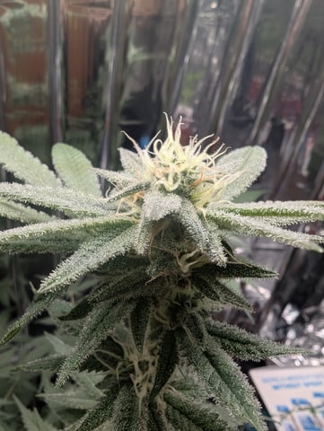 B E A utiful  — flower, day 97