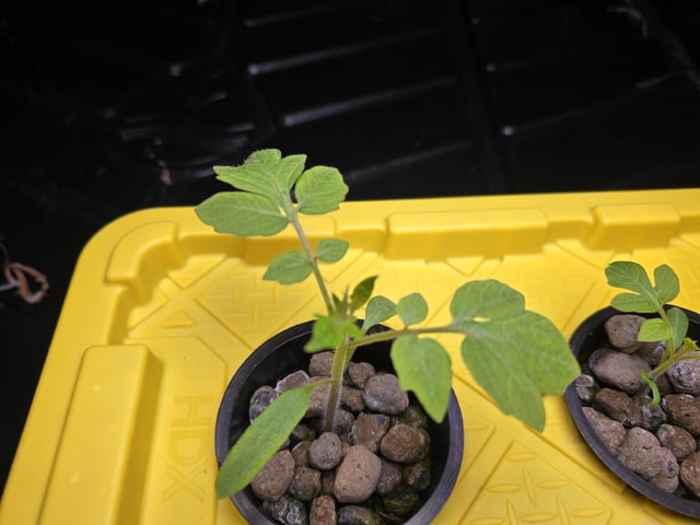 Hydro Roma Tomatoes  — seedling_rooting, day 8