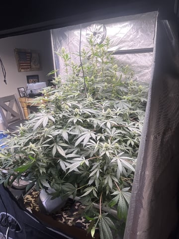 The Bling  — flower, day 107