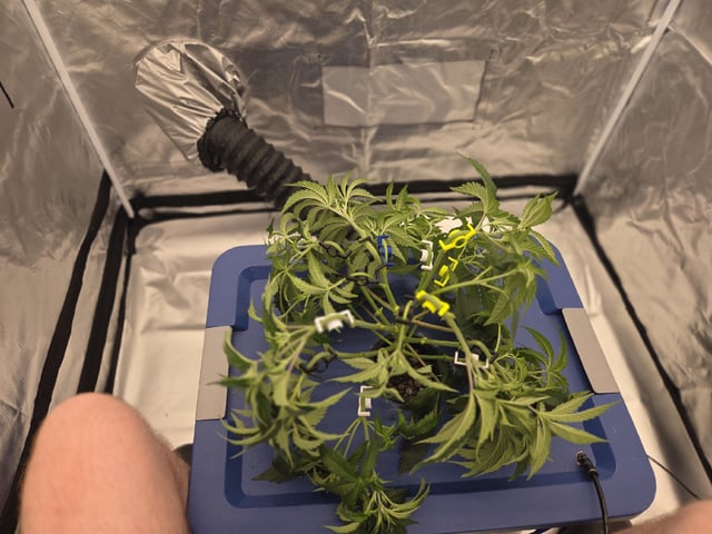 Laundry Shaman — vegetative, day 40