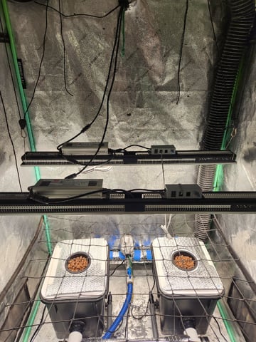 Wedding Cake Auto — grow_setup, day 1