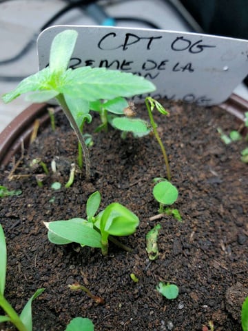 Auto Flower Run Fully Organic — seedling_rooting, day 1