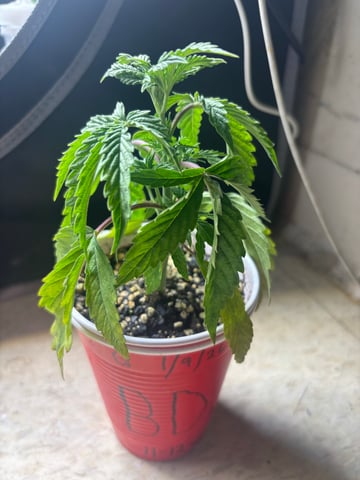 winter 25-26 — vegetative, day 14