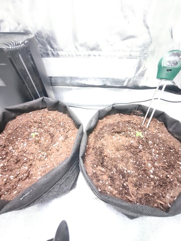 New grow — seedling_rooting, day 2