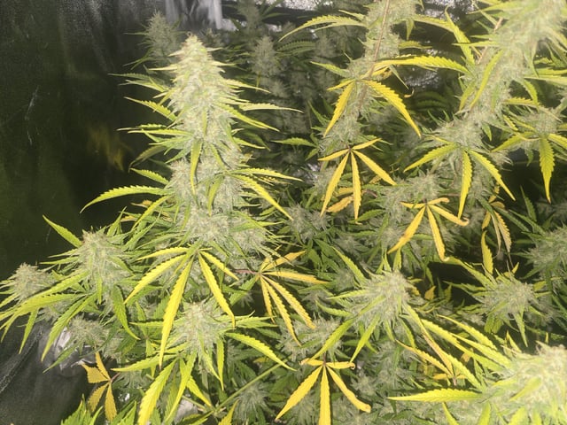 3rd Auto Grow — flower, day 86
