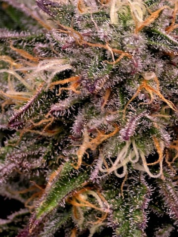 Dirty Bird - Thousand Island Fem & Platinum Kush Breath Remix x Grape Cakehead Fem Photo  — flower, day 93