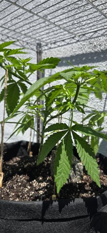Mystery Weed Plant — vegetative, day 66