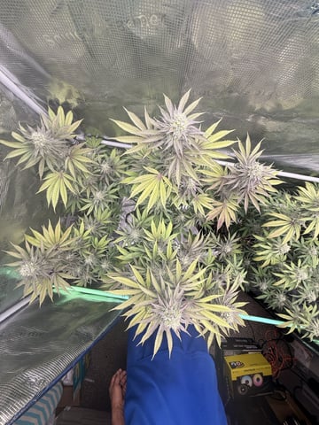 Oreo_BMG#2 — flower, day 9