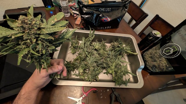 Summer Grow 