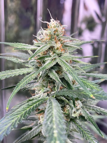 FIRST AUTO RUN — auto, day 53