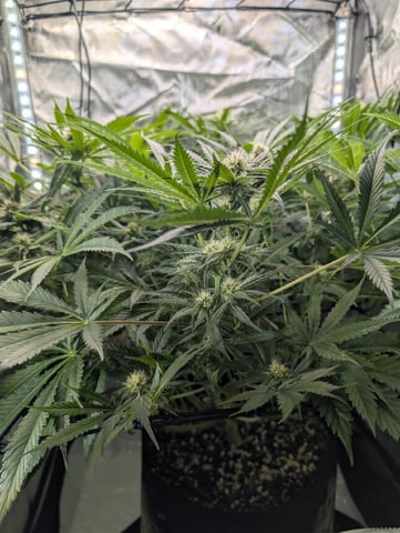 Cinderella 99 — flower, day 79
