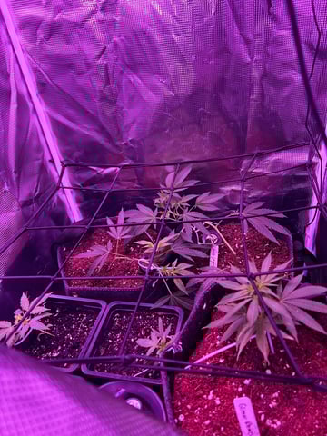 goatlato MT — seedling_rooting, day 22