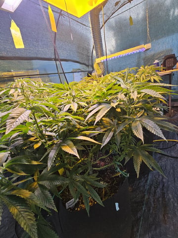 Sour Headies/OGBX1 — vegetative, day 11