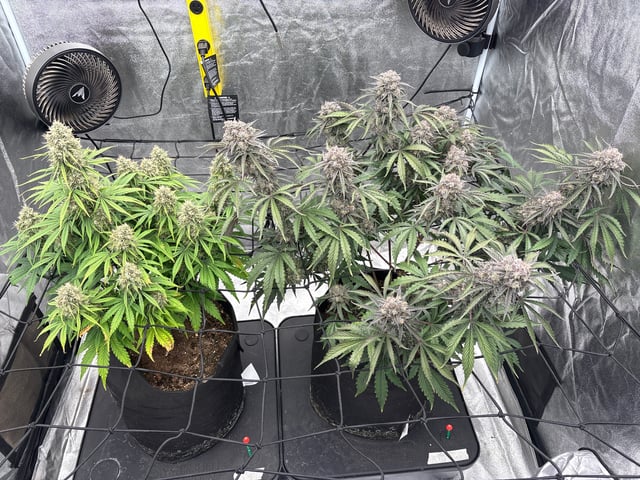 Grow Shed Grow #1 — flower, day 72