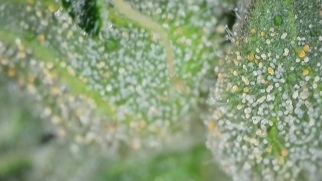 Girl Scout Cookies  — flower, day 160