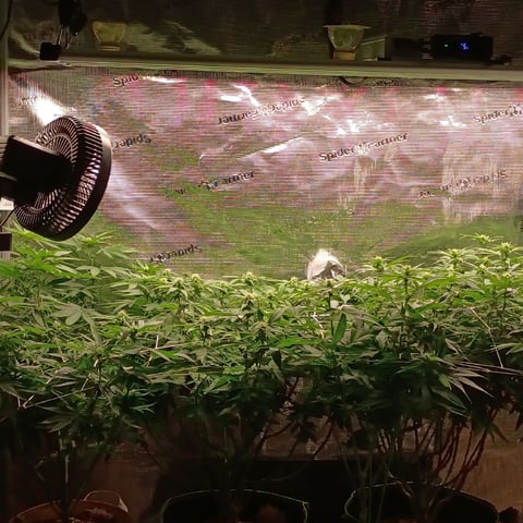 TentPlantLightFan — flower, day 91